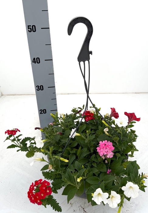 <h4>PERKPL GEM IN POT</h4>