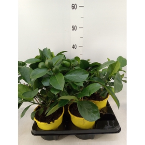 Citrus meyeri 'Meyer'