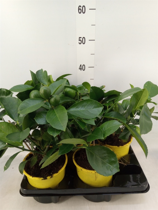 <h4>Citrus meyeri 'Meyer'</h4>