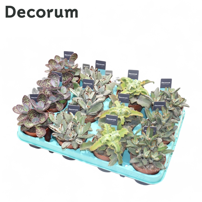 <h4>Kalanchoe Mix (Decorum)</h4>