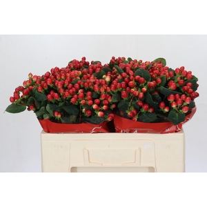 Hypericum True Romance