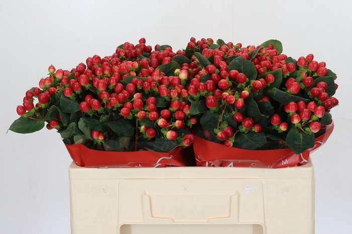 Hypericum True Romance