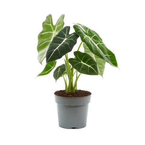 Alocasia