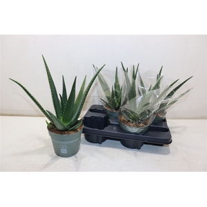 arr8 Aloe Vera