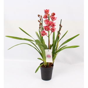 Cymbidium donker roze 3 tak