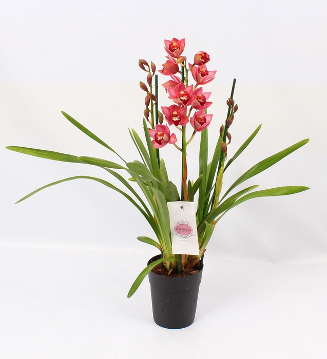 <h4>Cymbidium donker roze 3 tak</h4>