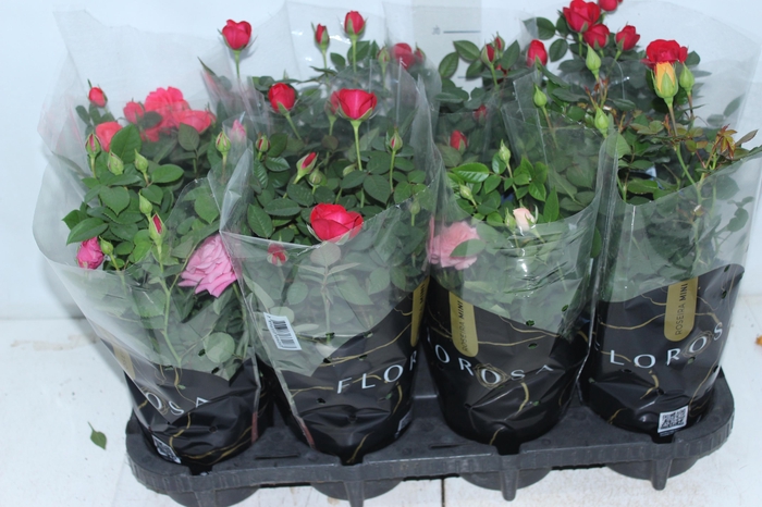 <h4>ROSEIRA MINI P13</h4>