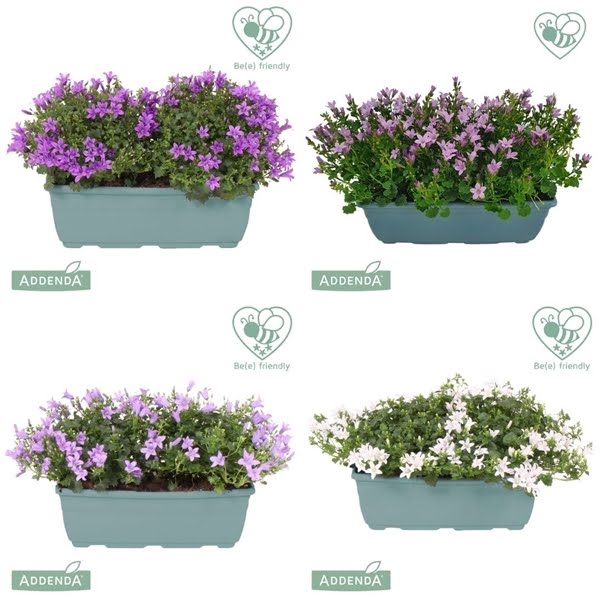 <h4>Campanula Ambella Mix Balcony</h4>