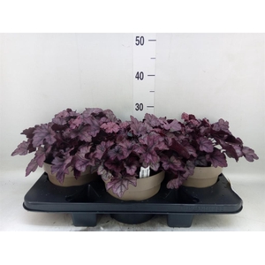 Heuchera  'Indian Summer'   ...mix