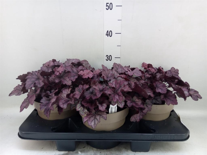 <h4>Heuchera 'Indian Summer' ...mix</h4>