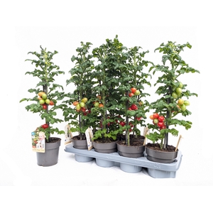TOMATENPLANTEN