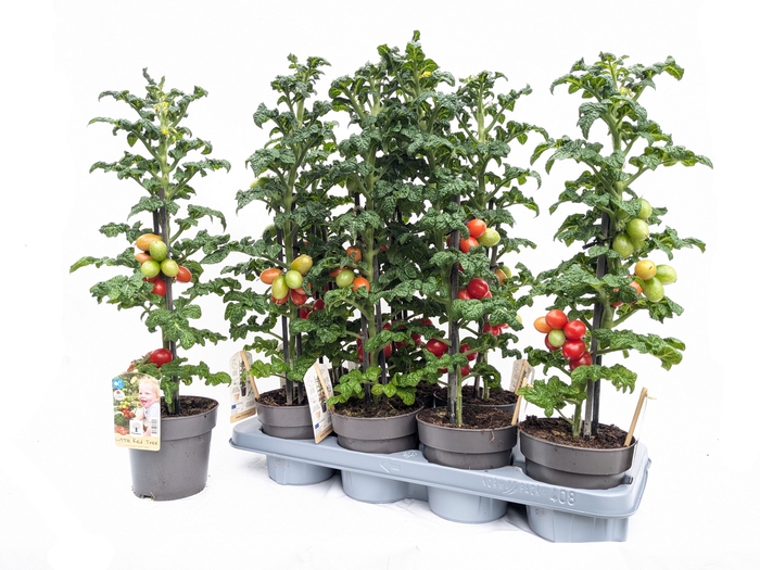 <h4>TOMATENPLANTEN</h4>