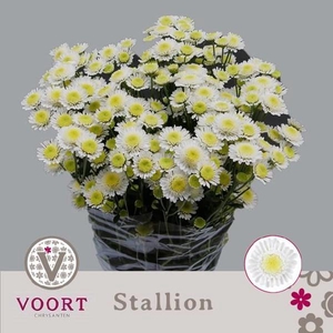 Chr T Stallion Voort