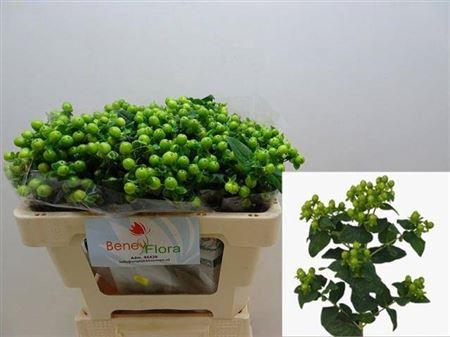 <h4>Hyp Mag Green Power</h4>