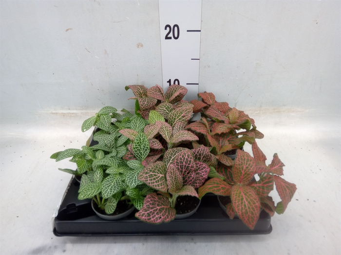 <h4>Fittonia   ...mix 4</h4>