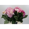 Dahlia Cafe Au Lait
