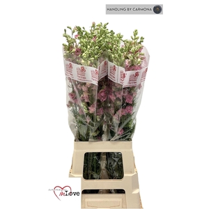 DELPH CONSOLIDA QIS ROSE CONS R Q R