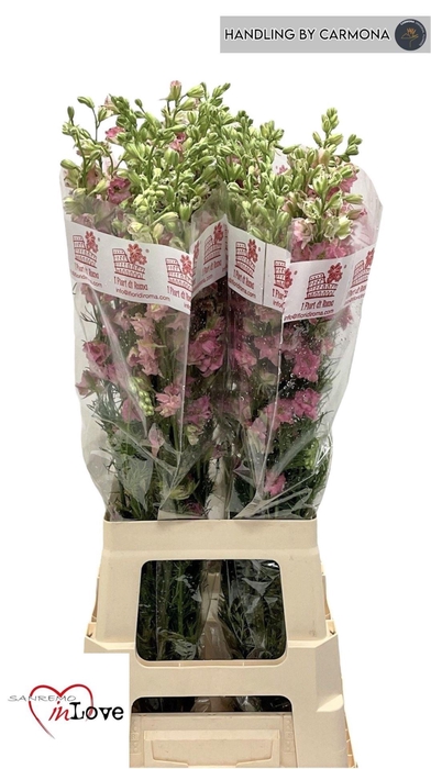 <h4>DELPH CONSOLIDA QIS ROSE CONS R Q R</h4>