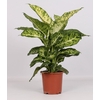 Dieffenbachia Mars