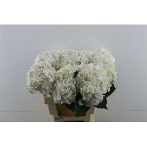 Hydr. M Bianca 60-18