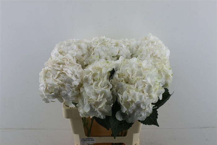 <h4>Hydr. M Bianca 60-18</h4>