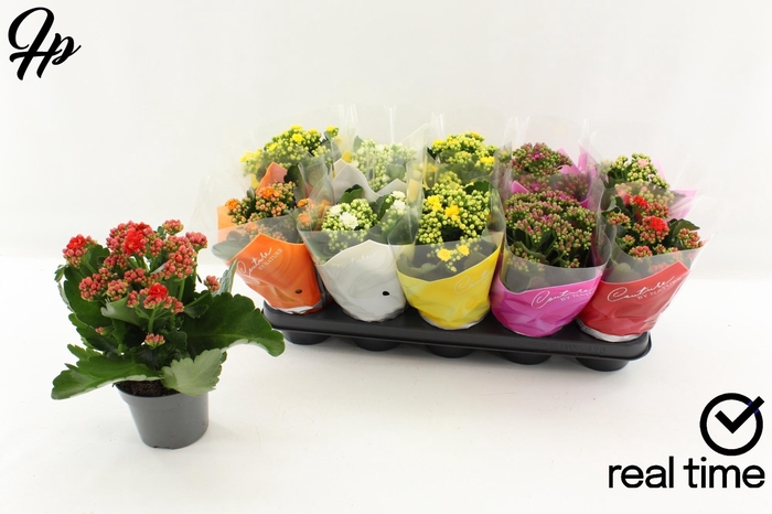 <h4>KAL GE GEM 5 KL</h4>