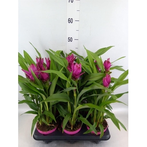 Curcuma alism. 'Siam Sublime'