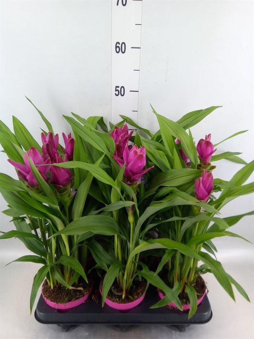 <h4>Curcuma alism. 'Siam Sublime'</h4>