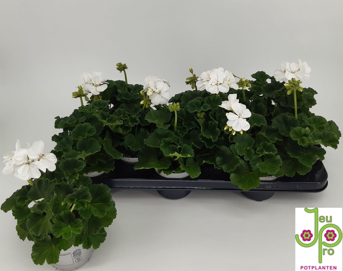 <h4>PEL ZON P ALBA</h4>