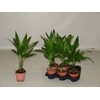 Areca Catechu 12 cm