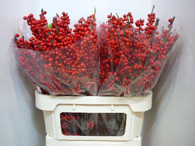 <h4>ILEX VE RODE BES</h4>