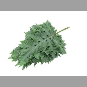 Phlebodium Rucula Super