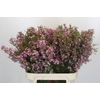 Chamelaucium Kerryn