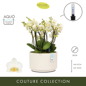 Arran. Boquetto Beauty Molise White Aquo