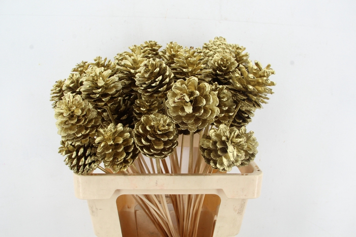 <h4>Stick Pine Cone Gold</h4>