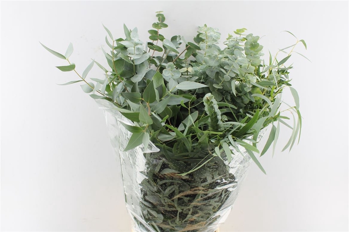 <h4>Euca Mix 300 Gram</h4>