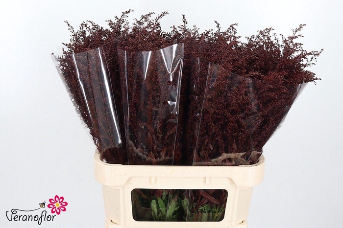 <h4>SOLI OV KLB H%</h4>