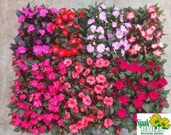 <h4>IMPAT NG GEM 6 KL</h4>