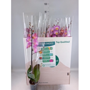 Phalaenopsis   ...mix
