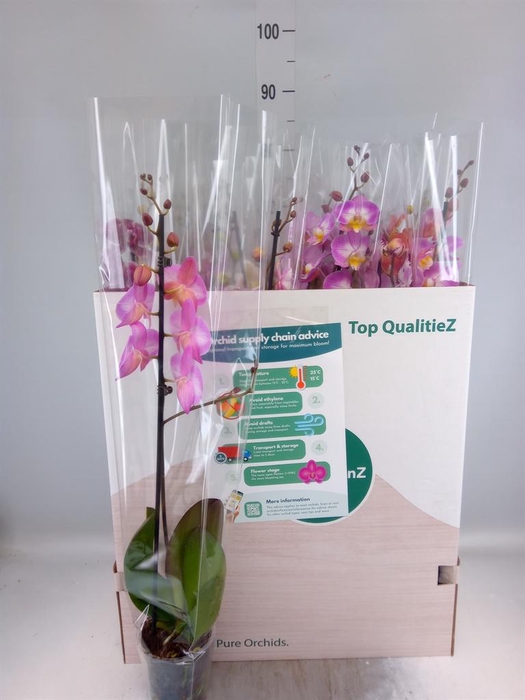 <h4>Phalaenopsis   ...mix</h4>