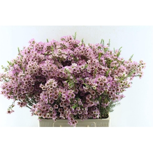 Chamelaucium Adi Pink