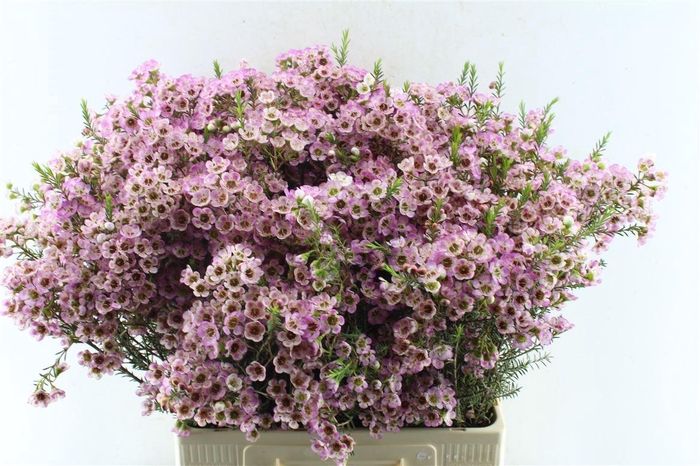 <h4>Chamelaucium Adi Pink</h4>