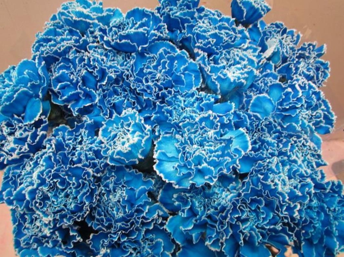 <h4>Di St G Licht Blauw</h4>