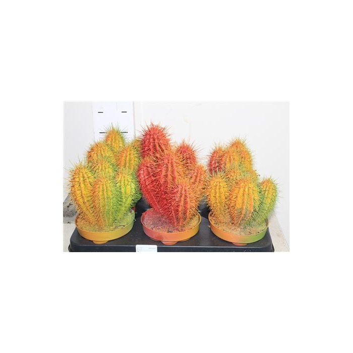 <h4>Cactus Rainbow Chameleon</h4>