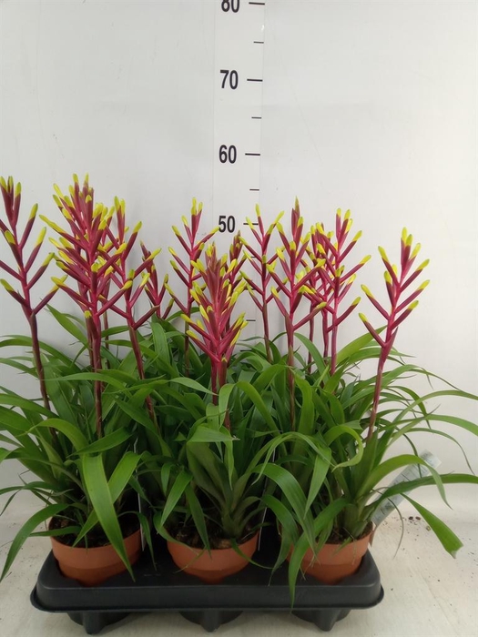 <h4>Guzmania  'Misty'</h4>