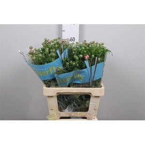 Ran Butterfly Jupiter