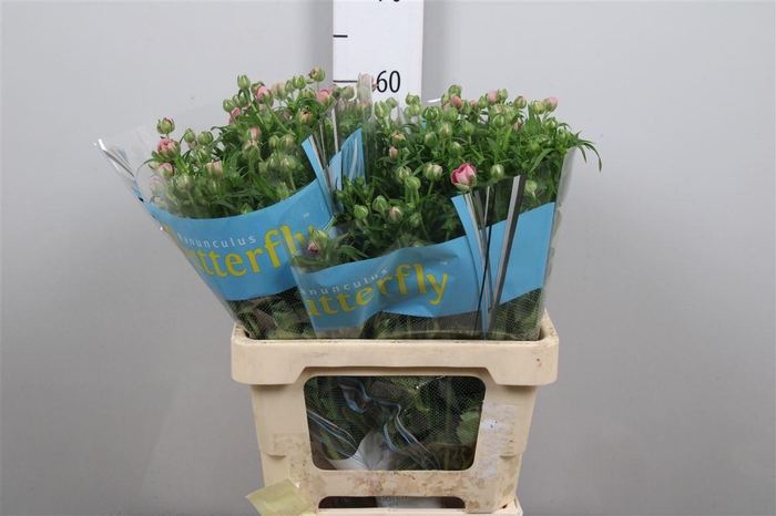 <h4>Ran Butterfly Jupiter</h4>