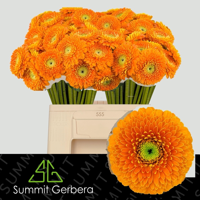 <h4>GE MB BOL RAJARAJA</h4>