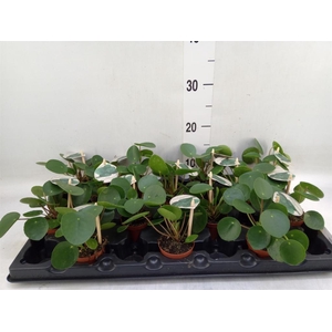 Pilea peperomioides
