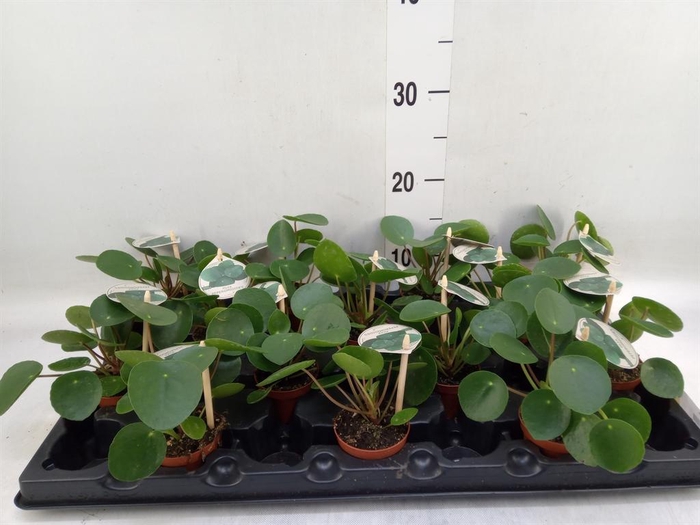 <h4>Pilea peperomioides</h4>
